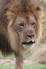 Naklejka premium African male lion in the Bronx Zoo, New York, USA.