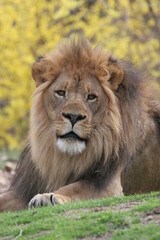 Naklejka premium African male lion in the Bronx Zoo, New York, USA.