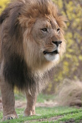 Fototapeta premium African male lion in the Bronx Zoo, New York, USA.
