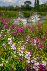 Fototapeta premium Spring Flowers at Scotch Pond Garry Point Steveston vertical. Garry Point spring flowers and gillnetters tied to the dock. Steveston, British Columbia, Canada. 