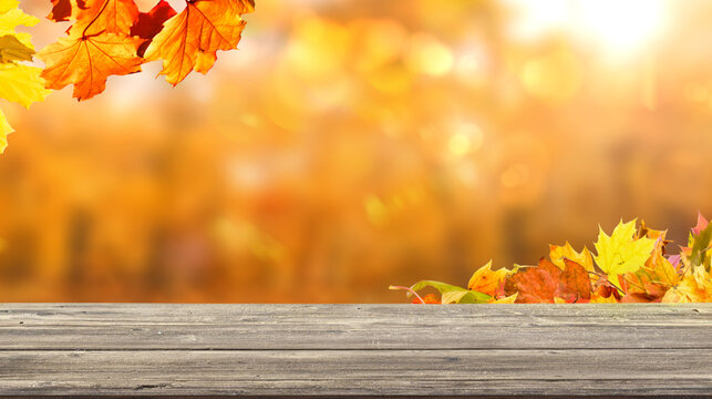 colorful fall leaves on wooden floor, blurred autumn natural background of forest with maple trees