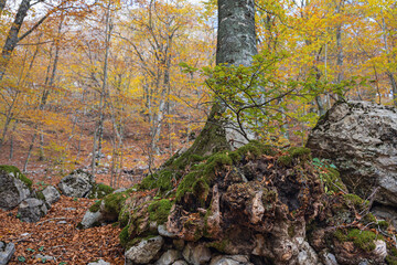 Fototapeta premium autumnal underwood sceneries during a sunny day inside Mount Viggiano, Viggiano, Potenza, Italy
