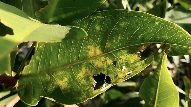 Close up eye level shot of a green leaf with yellow speckled spots and holes shaking gently in daylight.