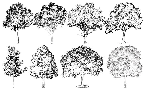 Architectural Vector Trees in Elevation and Plan View with Beech Isolated on Transparent Background