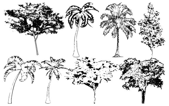 Architectural Vector Trees in Elevation and Plan View with Beech Isolated on Transparent Background