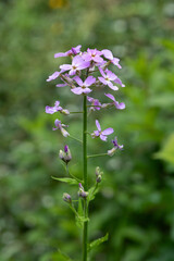 Fototapeta premium Macrophotographie de fleur sauvage - Julienne des dames - Hesperis matronalis