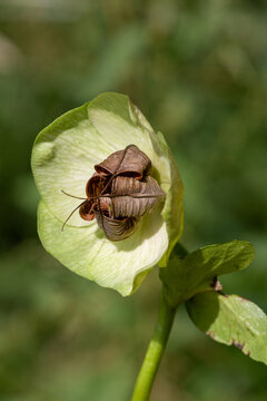Macrophotographie de fleur sauvage - Hell&eacute;bore vert - Helleborus viridis