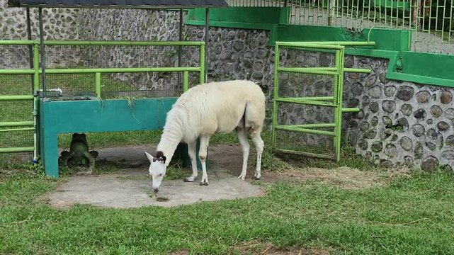 White llama eating grass in an enclosure, close-up, farm animal, domestic animal footage