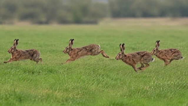 Four wild brown European hares running and leaping across a flat green grassy field in rapid succession with long ears laid back and blurred hedgerow trees visible in the far background