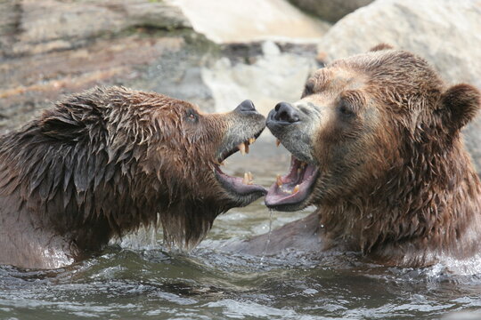 Kodiak bears fighting in the water. Bronx Zoo, New York, USA.
