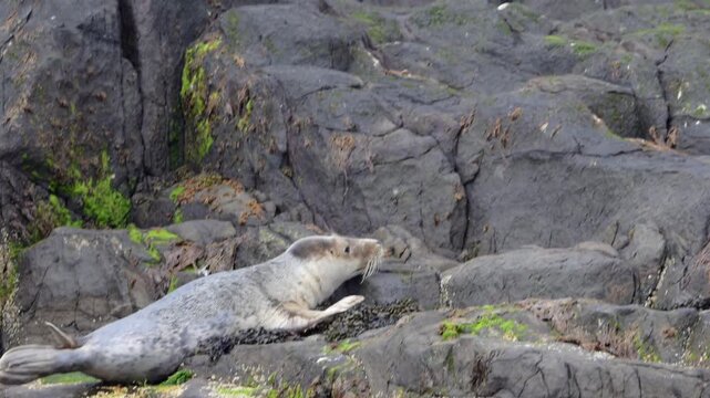 seal pup steadying itself on rugged rocks along the Farne Islands shoreline