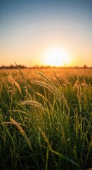 Fototapeta premium A serene golden hour landscape featuring soft blurred wild grass illuminated by warm sunset light, evoking peaceful summer nostalgia, wallpaper, organic, dreamlike