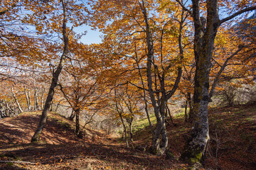Fototapeta premium autumnal underwood sceneries during a sunny day inside Mount Viggiano, Viggiano, Potenza, Italy