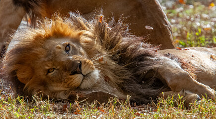 African male lion resting in the Bronx Zoo, New York, USA. © Yan