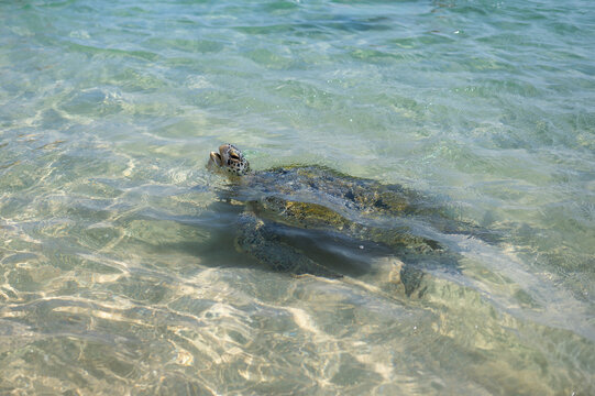 Sea Turtle Swimming in Clear Waters of Sri Lanka's South Coast