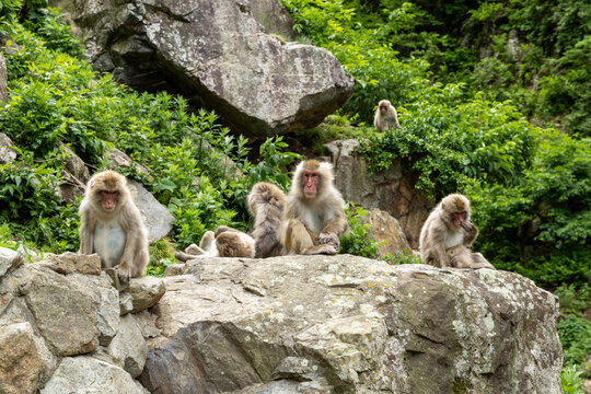 Group of Japanese Macaques (Snow Monkeys) Sitting on Rocks in a Forested Landscape - Nagano, Japan