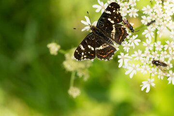 araschnia levana © JaroGraf