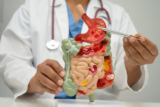 Digestive system with stomach and intestine, Asian doctor holding human anatomy model for study diagnosis and treatment in hospital.