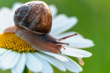 Close up view of common garden snail Cornu aspersum crawling on white oxeye daisy Leucanthemum vulgare flower in vibrant sunny outdoor meadow © Lyudmyla