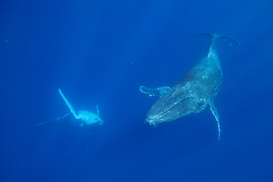 Four adult  humpback whales (Megaptera novaeangliae) engage in underwater movements near Vavau Island in Tonga during their migration