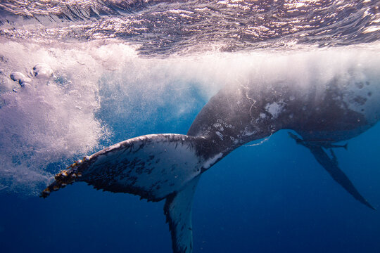 Adult humpback whale (Megaptera novaeangliae) swims underwater near Vavau Island in Tonga during ocean exploration activity