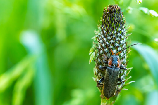 Macro view of a single soldier beetle Cantharis fusca crawling on a green plantain Plantago lanceolata flower head in a summer meadow