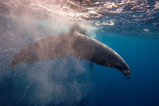 Adult humpback whale (Megaptera novaeangliae) swims underwater, creating bubbles in ocean near Vavau Island, Tonga while exploring the marine environment