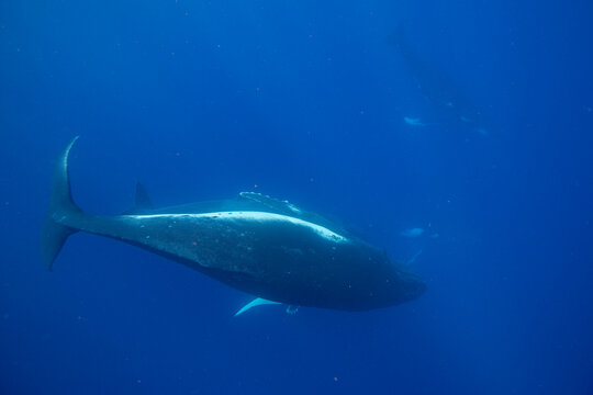 Four adult  humpback whales (Megaptera novaeangliae) performing underwater ballet in clear water near Vavau Island in Tonga during the day