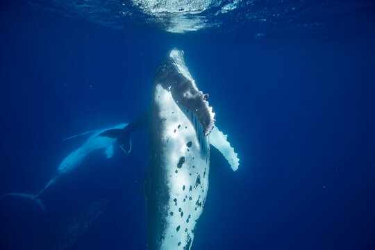 Four adult  humpback whales (Megaptera novaeangliae) perform underwater ballet near Vavau Island in Tonga during migration season