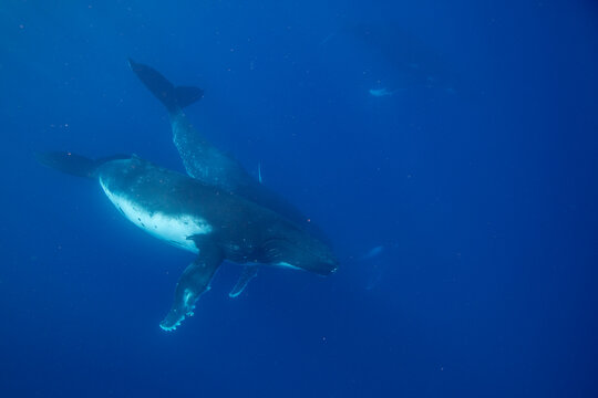  humpback whales (Megaptera novaeangliae) perform underwater ballet near Vavau Island in Tonga during their migration season