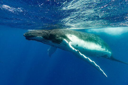  humpback whales (Megaptera novaeangliae) perform underwater ballet near Vavau Island in Tonga during their annual migration season