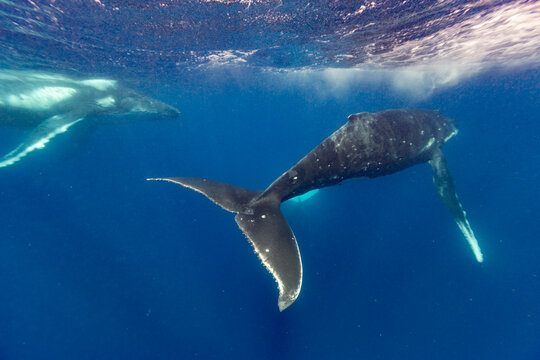 Four adult  humpback whales (Megaptera novaeangliae) perform underwater ballet near Vavau Island in Tonga during their migration season