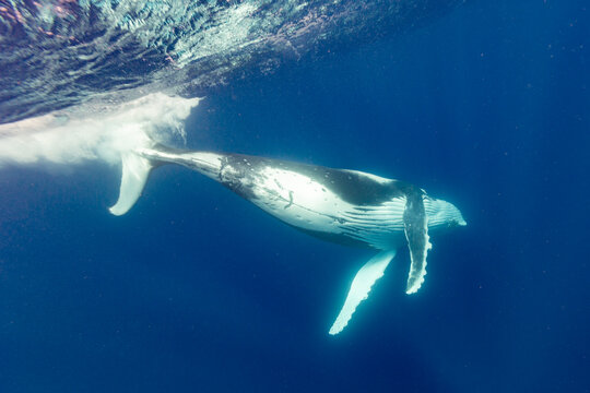  humpback whales (Megaptera novaeangliae) swim together near Vavau Island while performing underwater ballet in clear blue waters