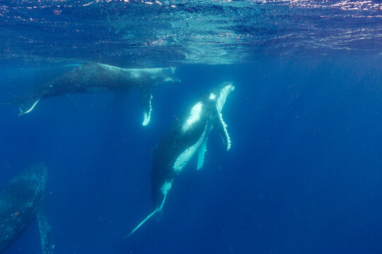 Four adult  humpback whales (Megaptera novaeangliae) perform underwater ballet in the ocean near Vavau Island, Tonga during their migration season