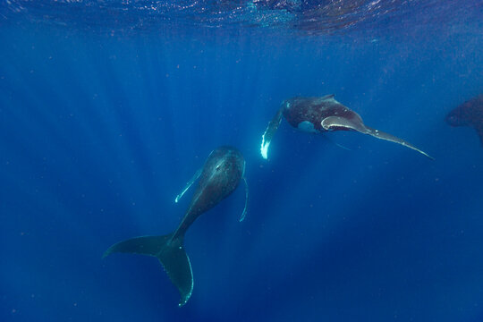 Four adult  humpback whales (Megaptera novaeangliae) swim together displaying coordinated movements near Vavau Island in Tonga