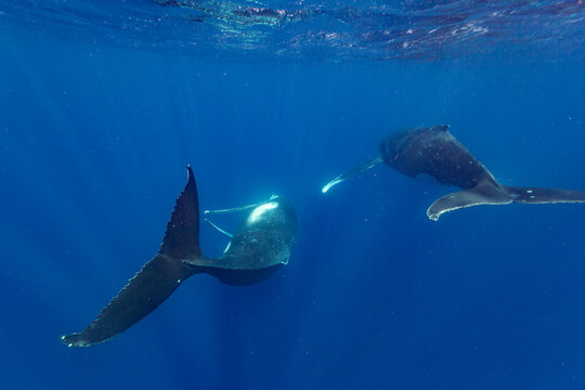 Four adult  humpback whales (Megaptera novaeangliae) swim and perform underwater near Vavau Island in Tonga during a sunny day