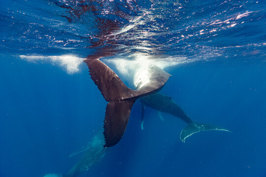 Four adult  humpback whales (Megaptera novaeangliae) participate in synchronized swimming near Vavau Island in Tonga