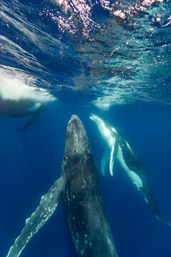 Four  humpback whales (Megaptera novaeangliae) perform underwater ballet near Vavau Island in Tonga during their migration season