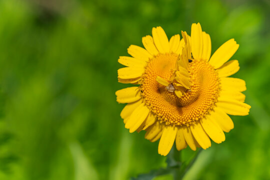 Vibrant macro view of a single yellow golden marguerite Cota tinctoria flower with a unique fasciated double core variation on a green background