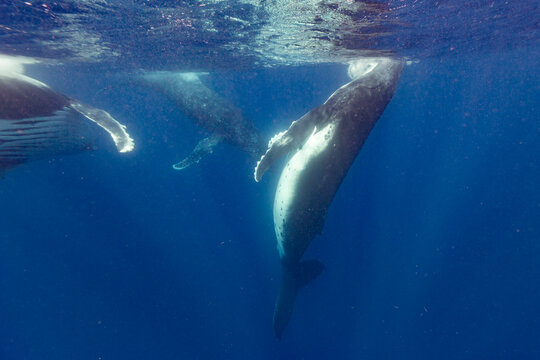 Four  humpback whales (Megaptera novaeangliae) perform underwater ballet in clear blue waters near Vavau Island in Tonga