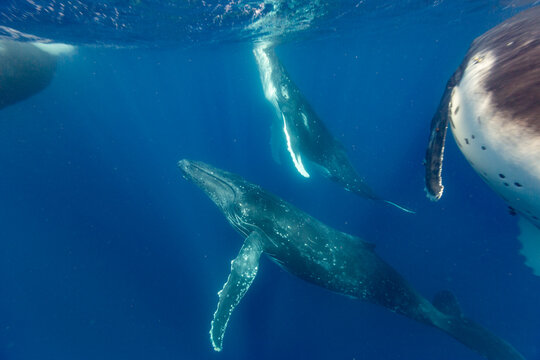 Four  humpback whales (Megaptera novaeangliae) perform underwater ballet near Vavau Island in Tonga during a social gathering