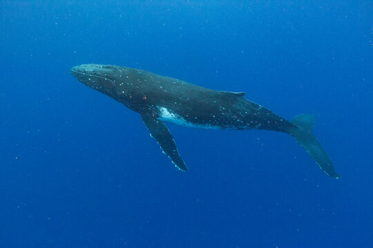 Mother humpback whale (Megaptera novaeangliae) swims underwater near Vavau Island in Tonga