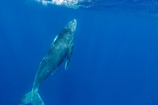 Two month old humpback whale (Megaptera novaeangliae) calf swims near the surface of the water in Tonga