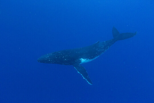 Mother humpback whale (Megaptera novaeangliae) swims underwater near Vavau Island, Tonga in clear ocean water