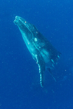Two month old humpback whale (Megaptera novaeangliae) calf swims underwater near Vavau Island in Tonga showcasing marine life behavior