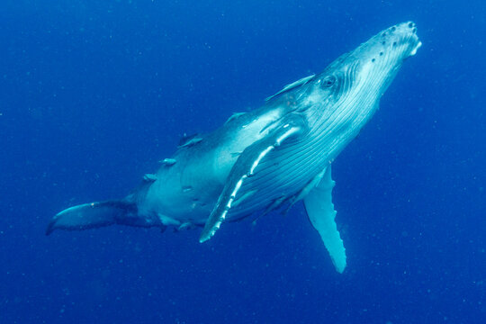 Two month old humpback whale (Megaptera novaeangliae) calf swimming underwater near Vavau Island in Tonga