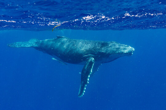Two month old humpback whale (Megaptera novaeangliae) calf swims underwater in clear blue ocean near Vavau Island in Tonga