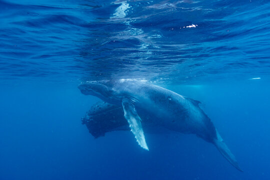 Mother and calf  humpback whales (Megaptera novaeangliae) swim underwater in warm waters near Vavau Island, Tonga during a sunny day