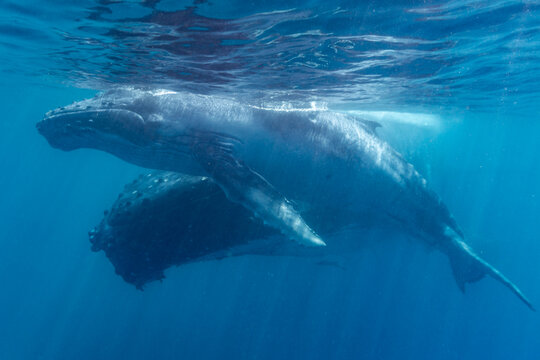Mother and calf  humpback whales (Megaptera novaeangliae) swim underwater in Tonga near Vavau Island on a sunny day
