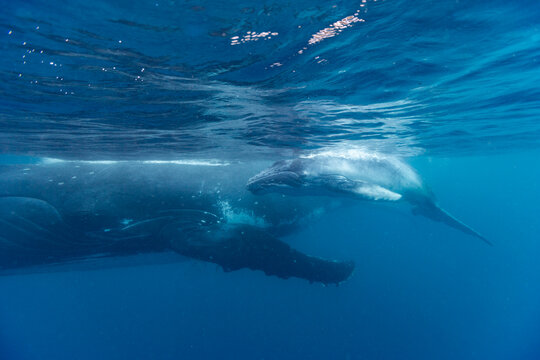 Mother and calf  humpback whales (Megaptera novaeangliae) swimming together underwater near Vavau Island in Tonga